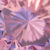 Morganite pink